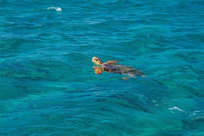 Caretta caretta: The Loggerhead Turtle of Greece