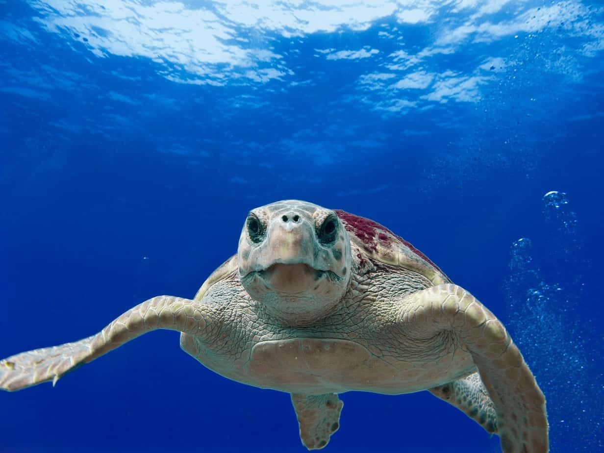 Discover sea turtles on a flotilla sailing holiday