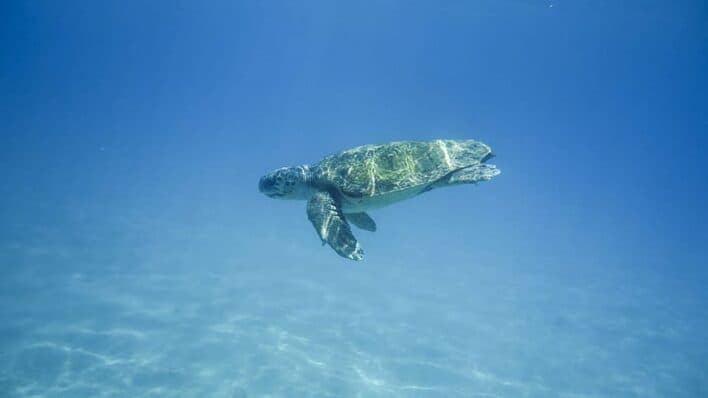 Turtles in Kefalonia: Where to See Them (Argostoli & Beyond)