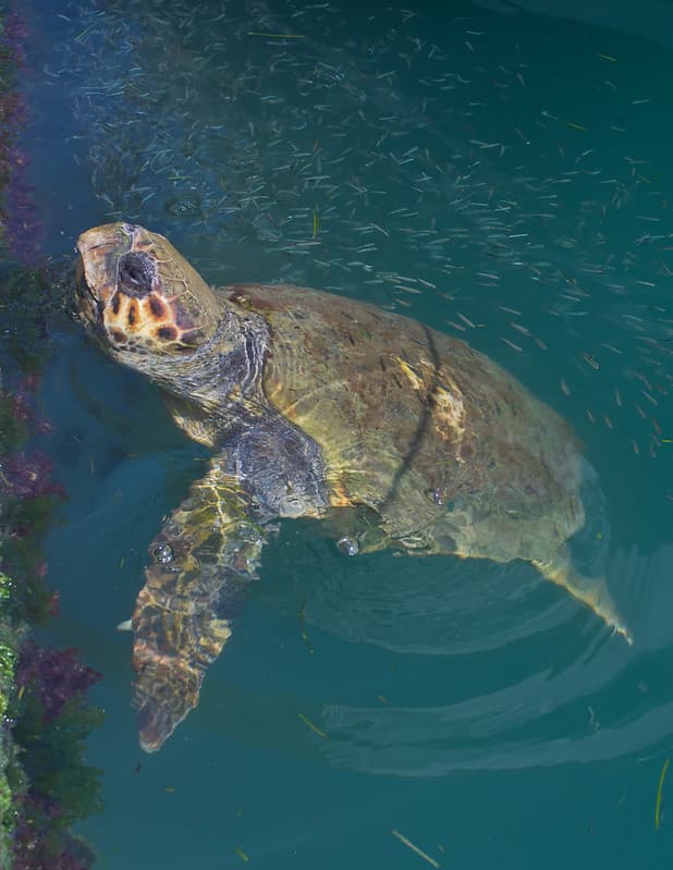 Sea Turtles in Greece: Where and When to See Them